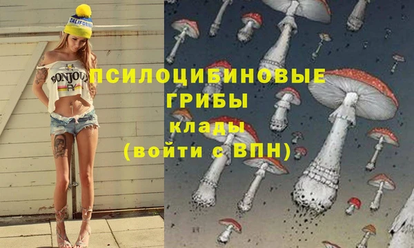 хмурый Аркадак